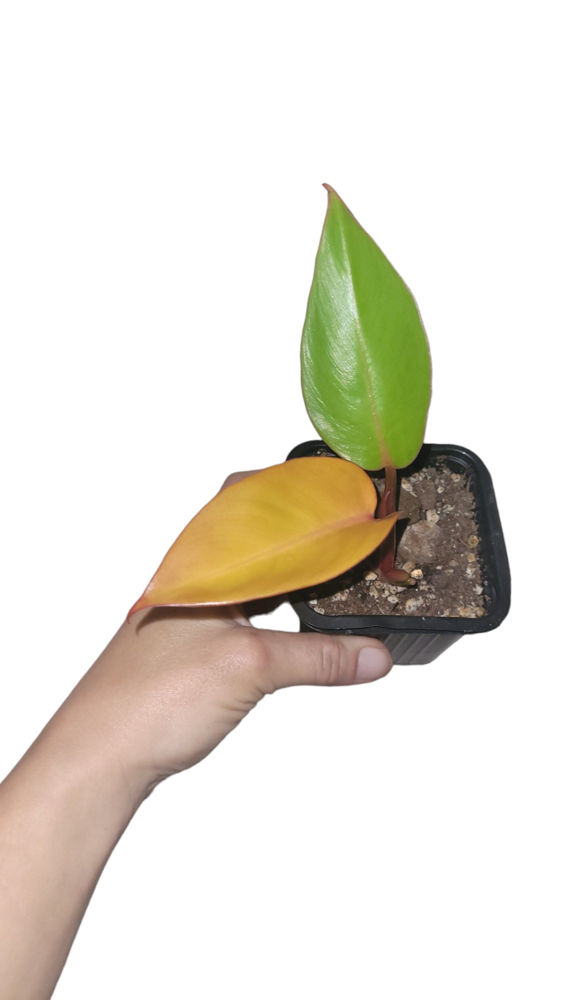 Philodendron sp