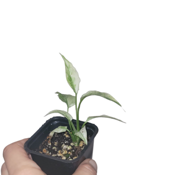 Monstera adansonii ssp laniata mint
