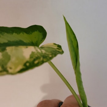 Schismatoglottis wallisii variegata