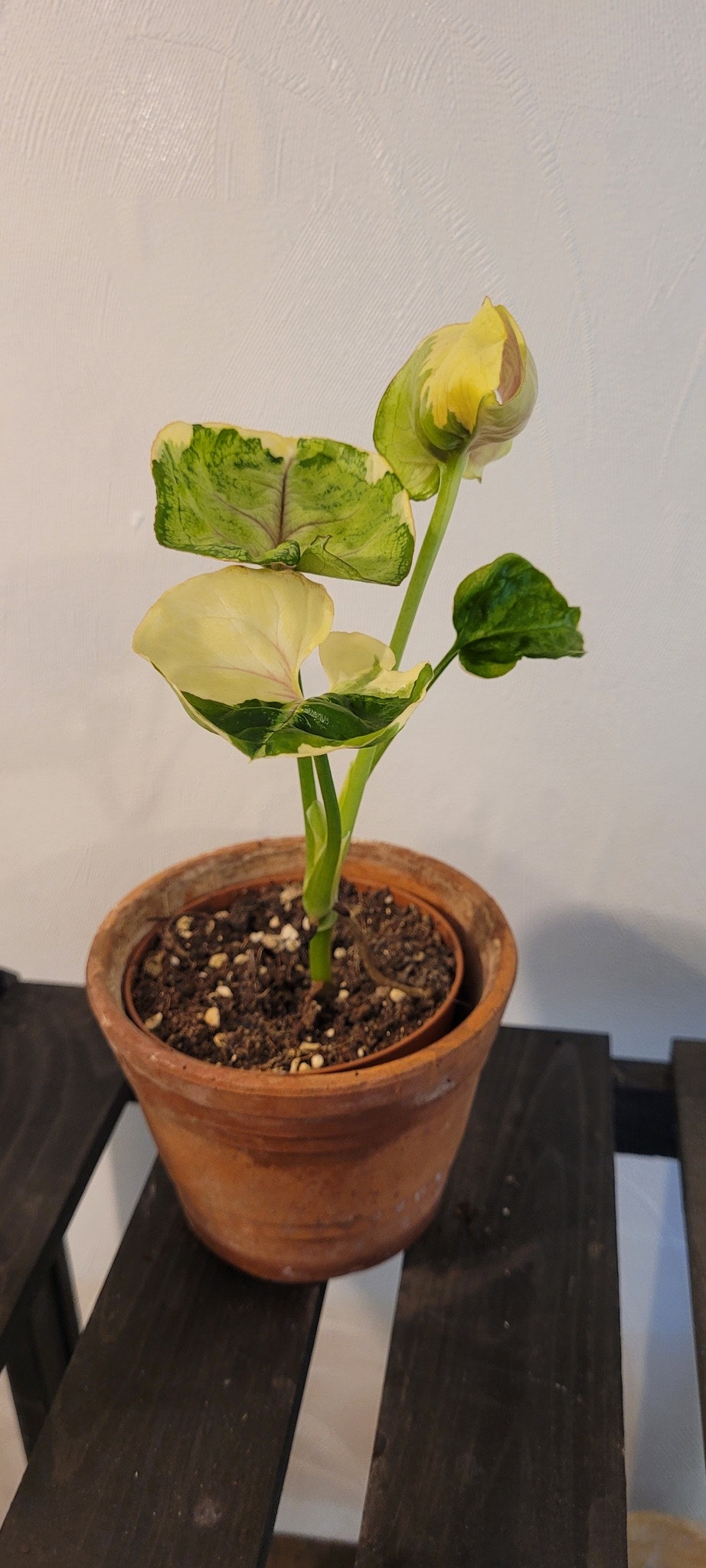 Syngonium orm thong variegata