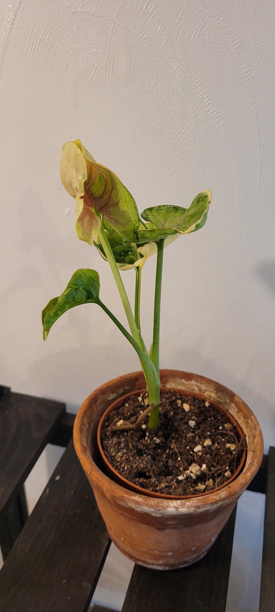 Syngonium orm thong variegata