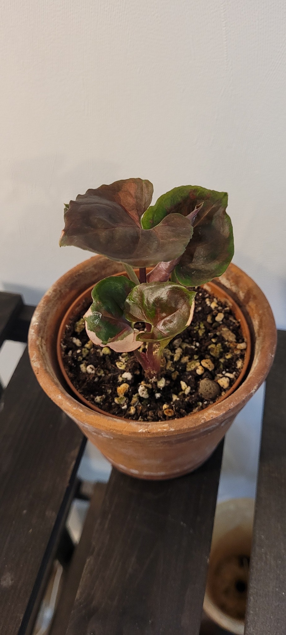 Syngonium Strawberry ice