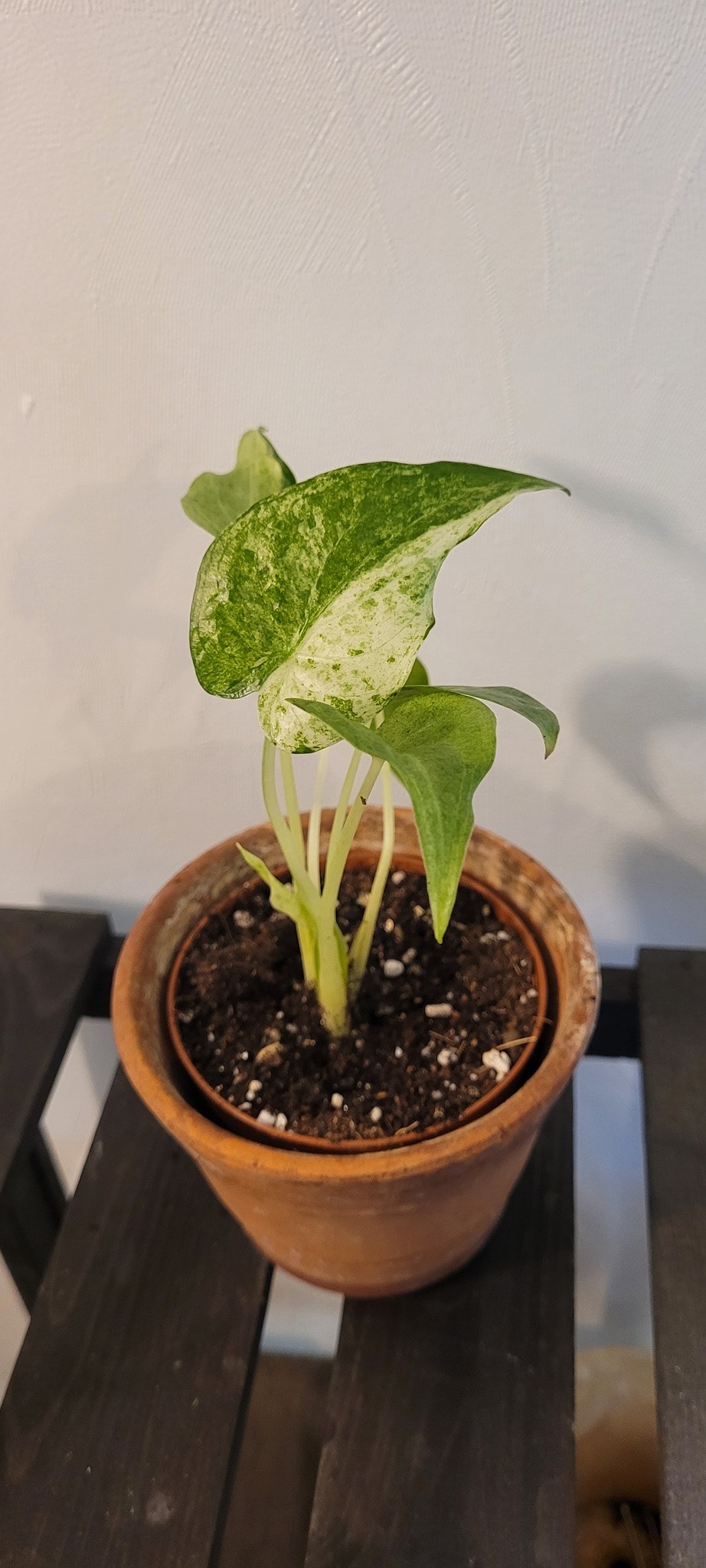 Alocasia cucullata mint