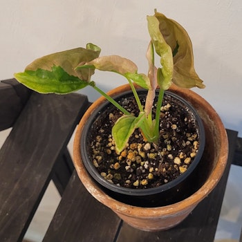 Syngonium Pink beauty