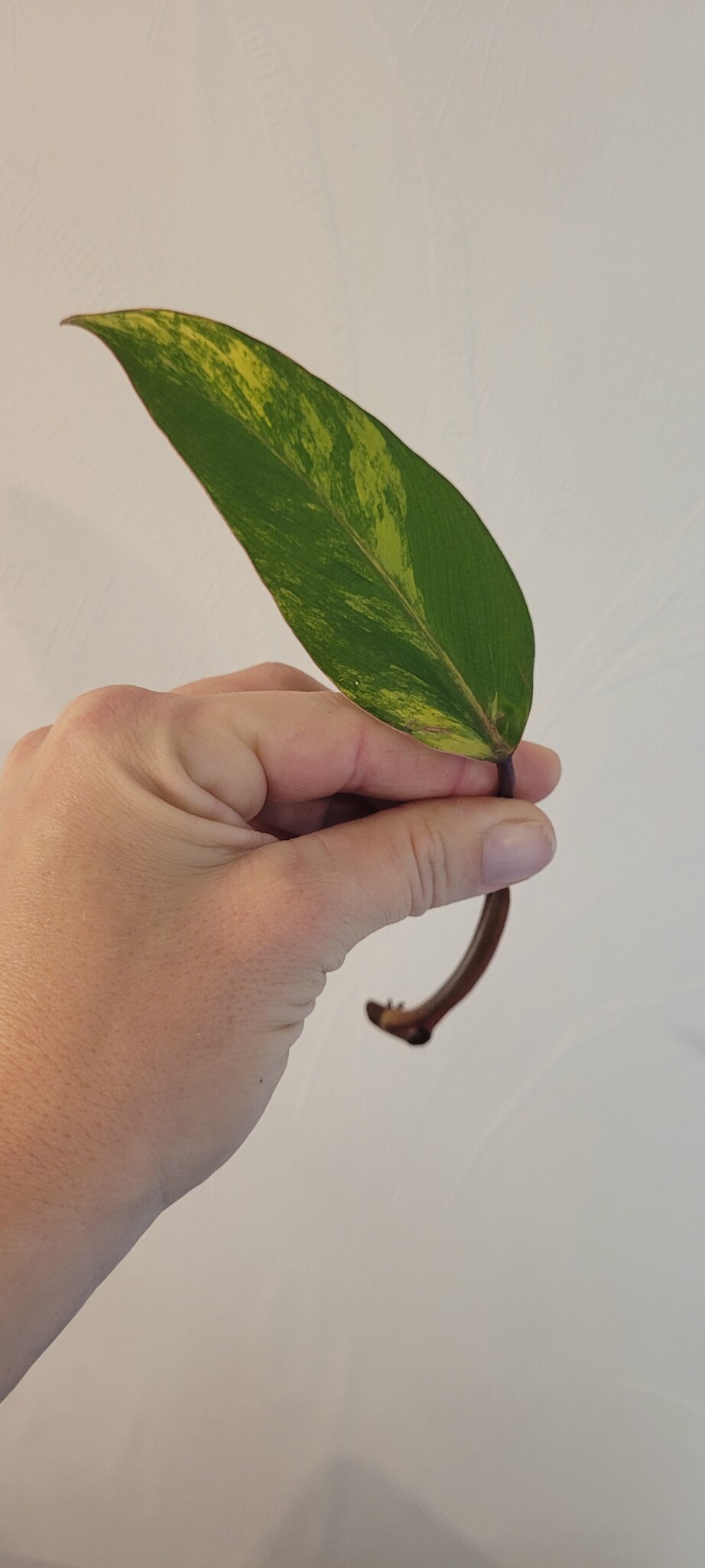 Philodendron strawberry shake leaf cutting