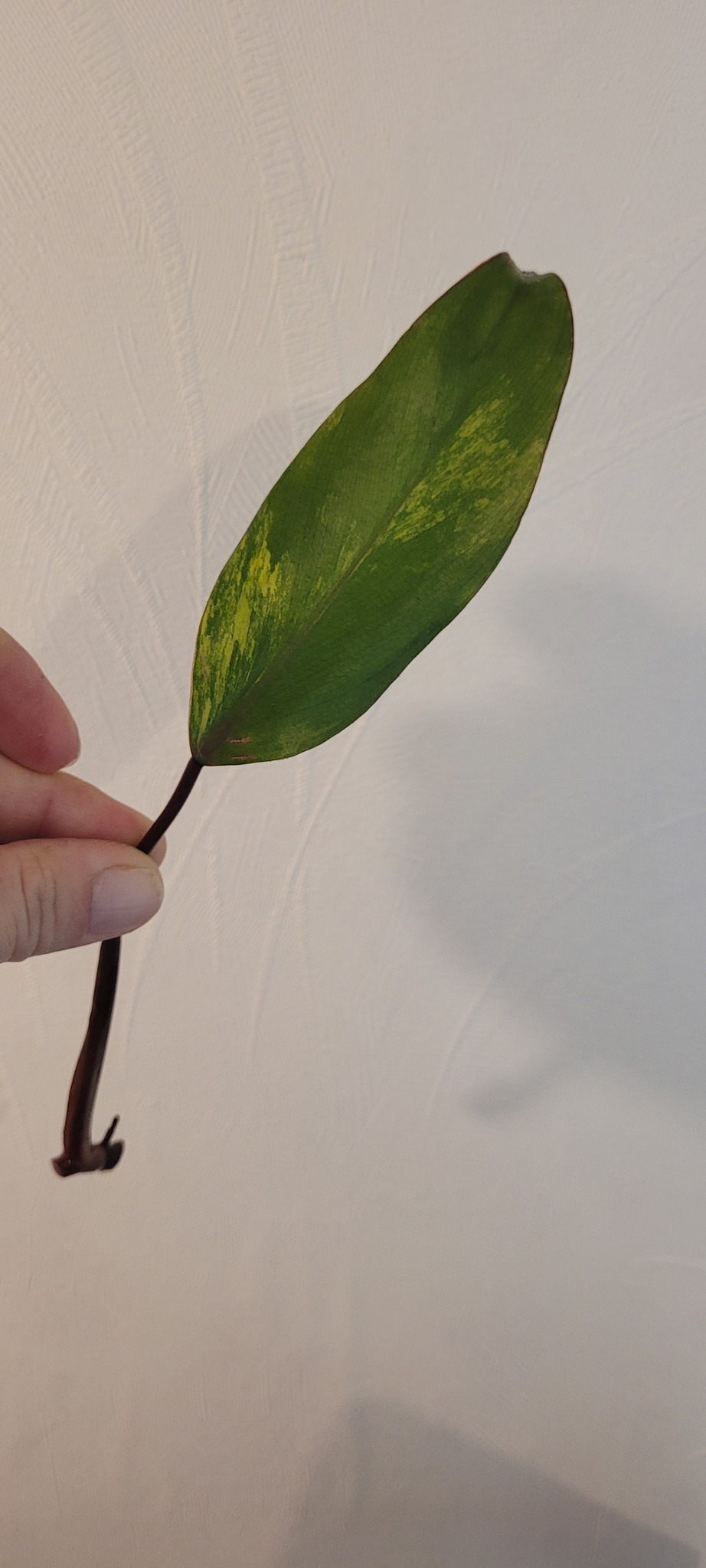 Philodendron strawberry shake leaf cutting