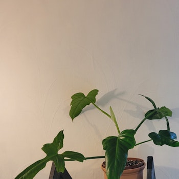 Philodendron Golden dragon