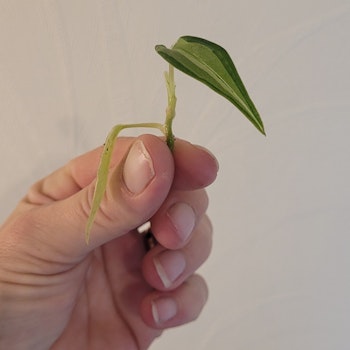 Philodendron micans velvet halo head cutting