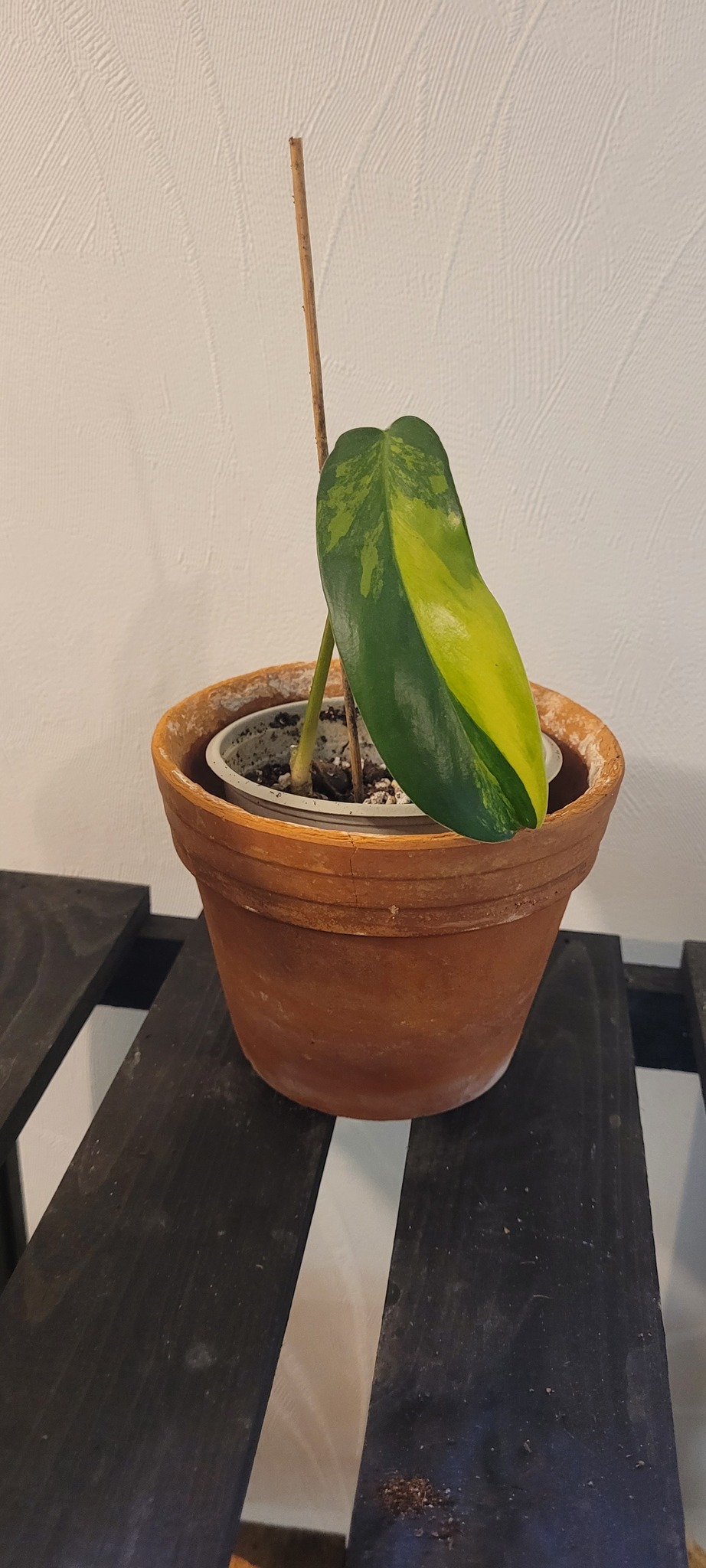 Philodendron Florida beauty