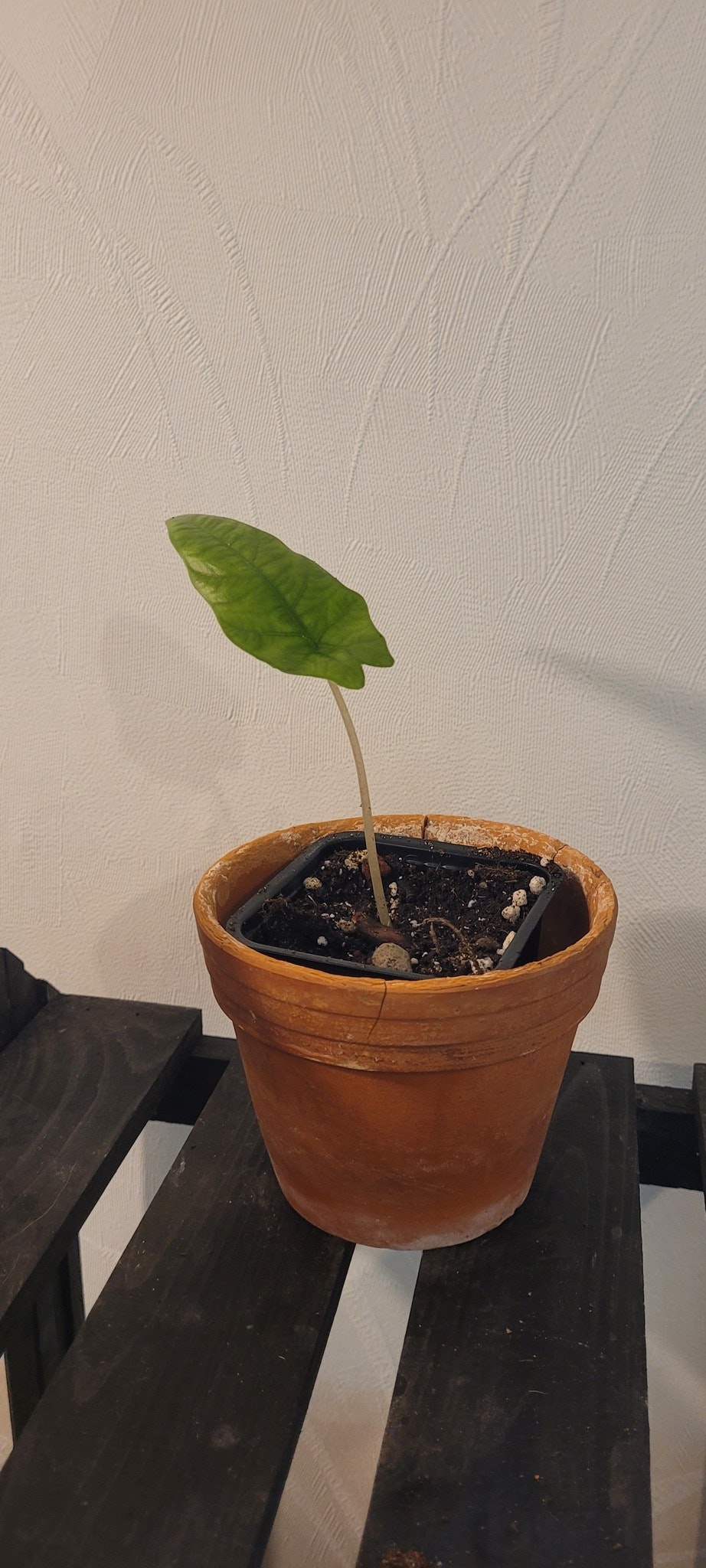 Alocasia Corazon