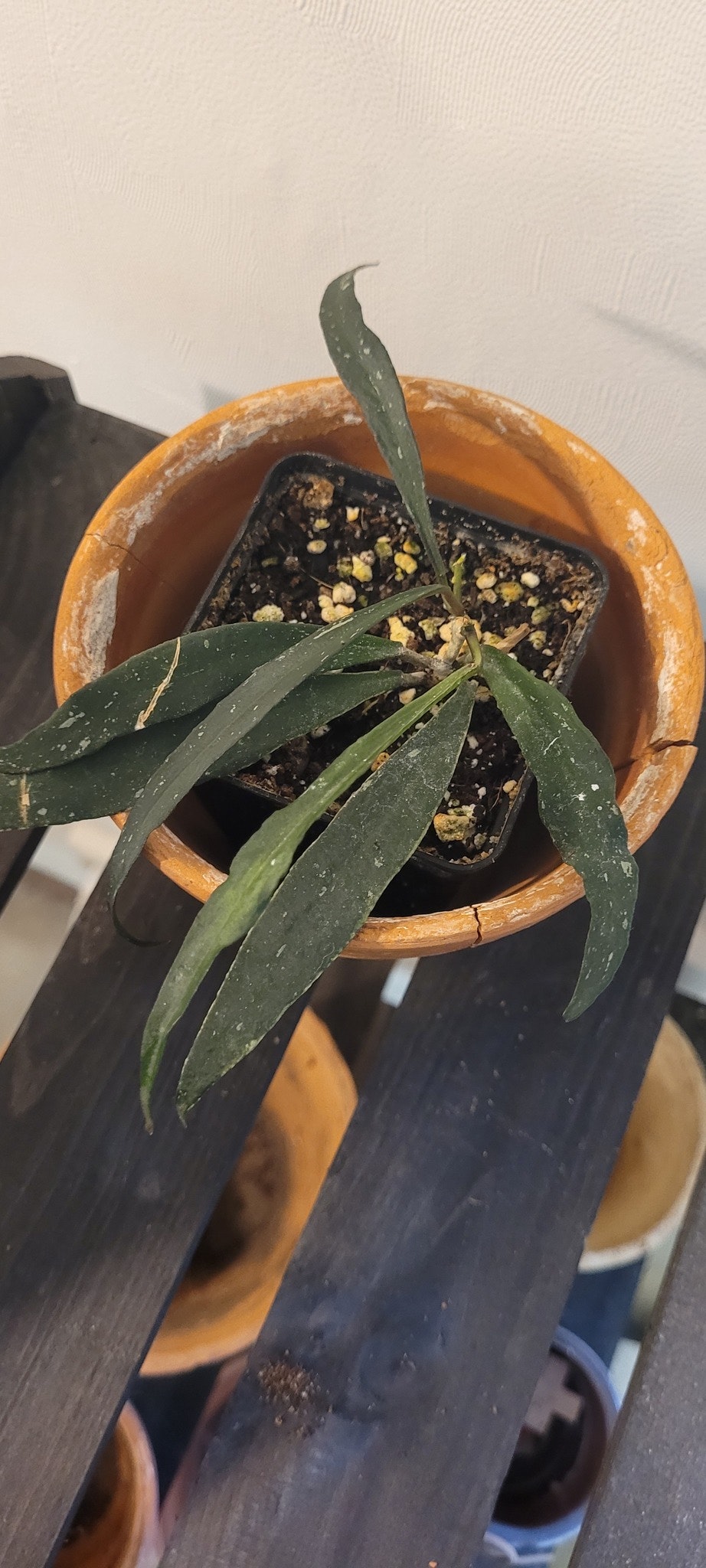 Hoya Mirabilis