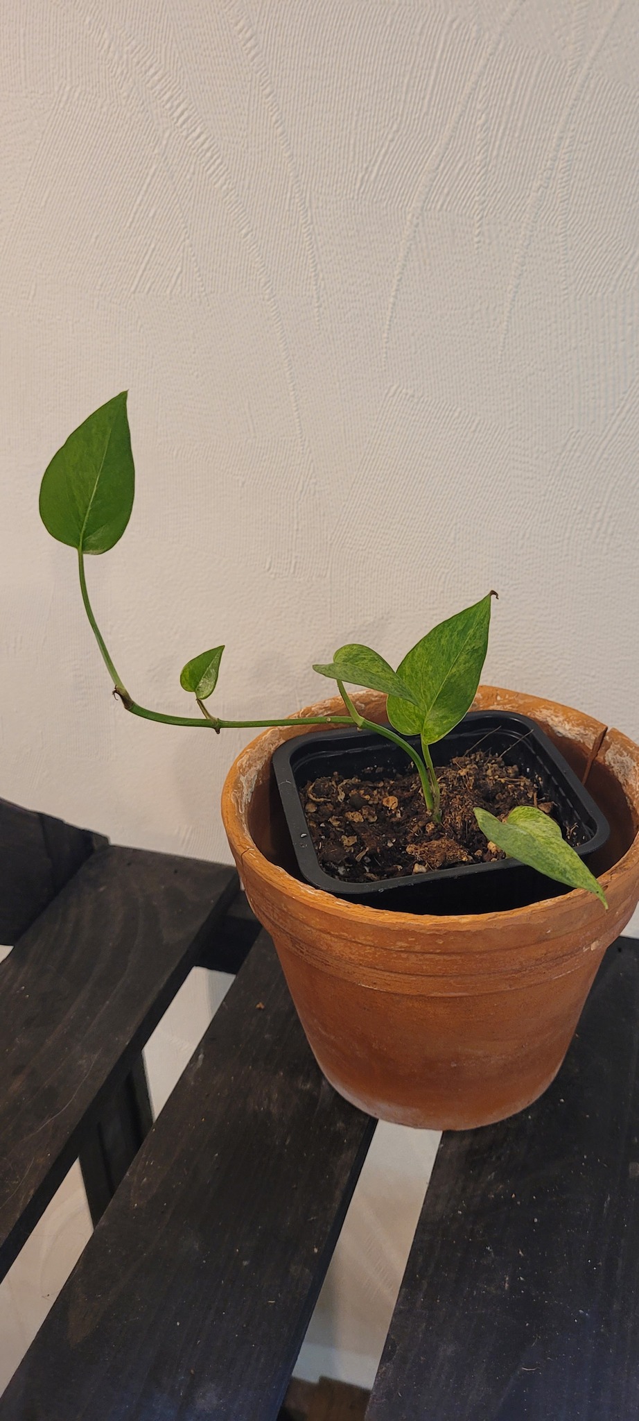 Epipremnum pinnatum mint - Singelblomman