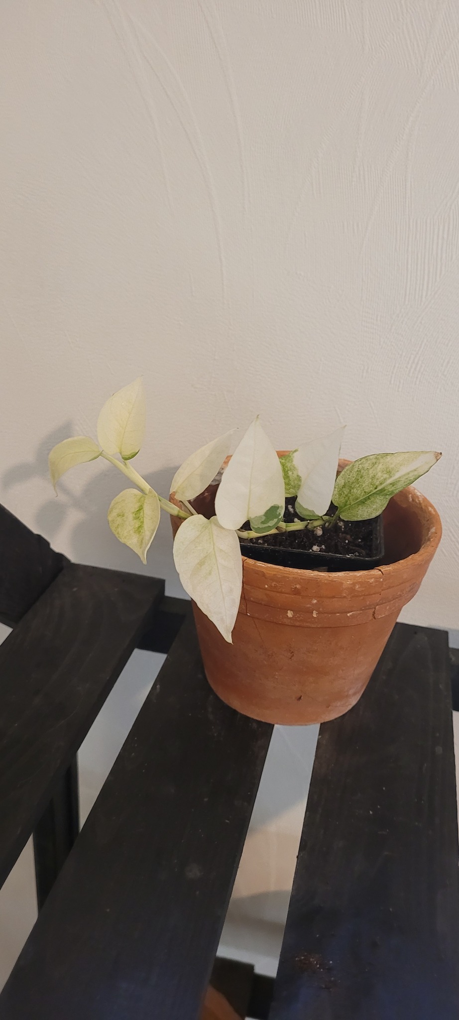 Epipremnum pinnatum tricolor (Ghost)