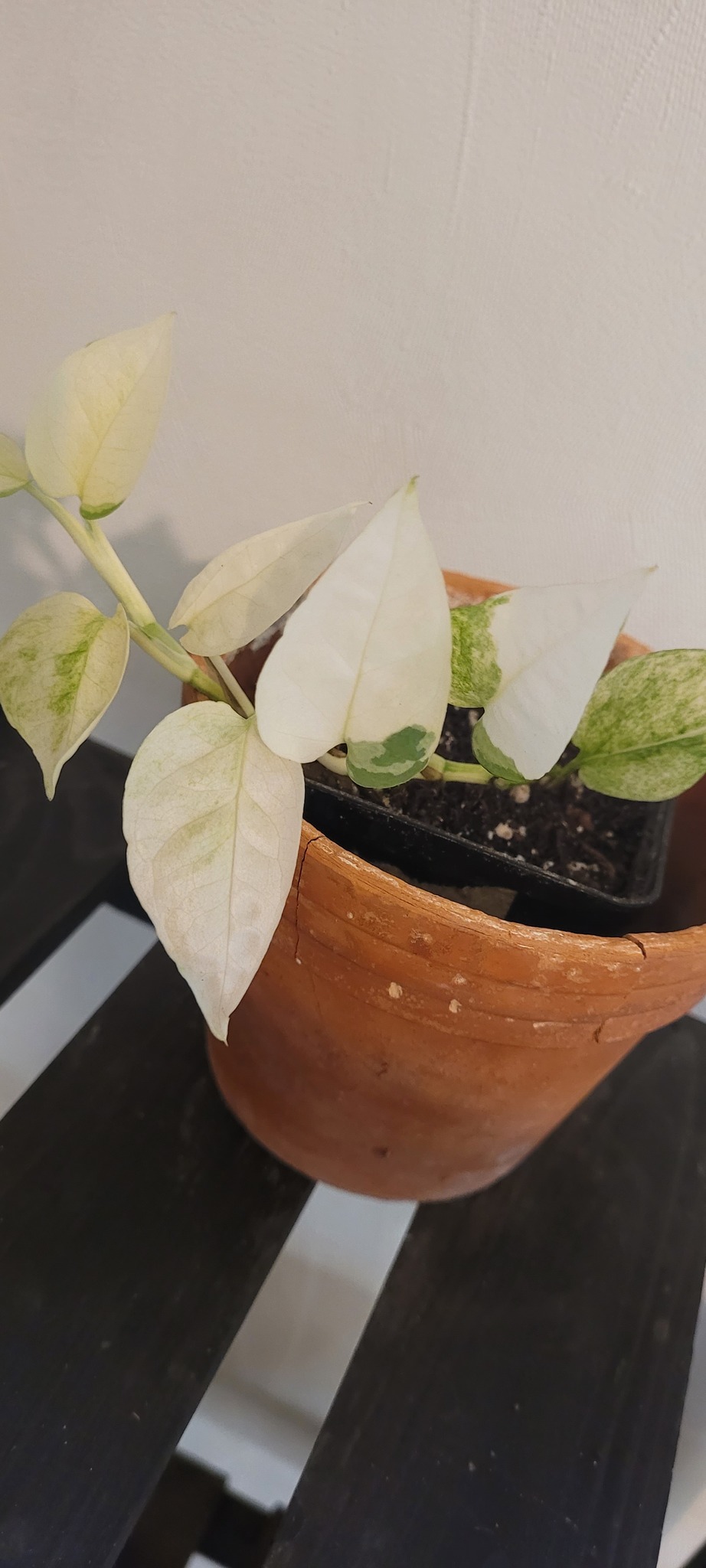 Epipremnum pinnatum tricolor (Ghost)