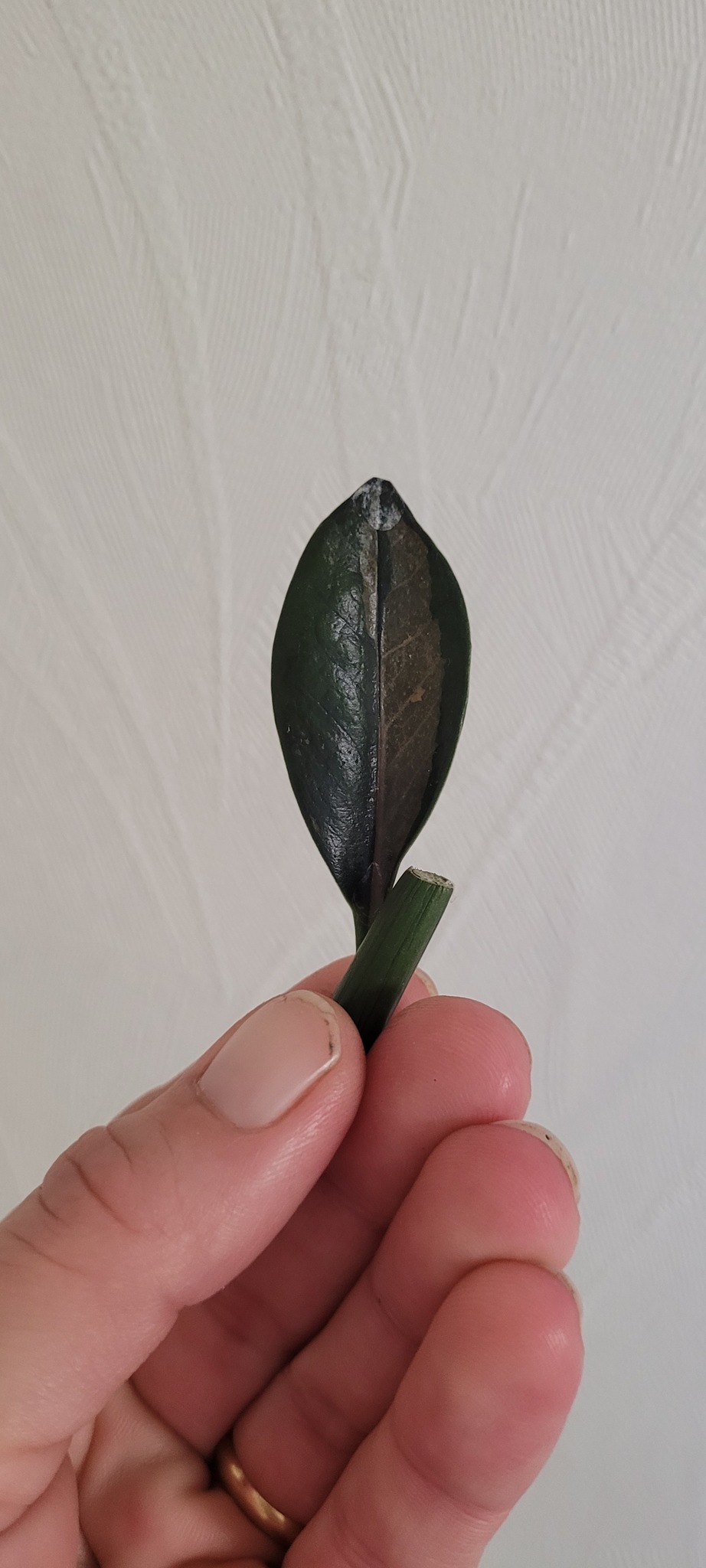 Zamioculcas Zamiifolia black raven variegata