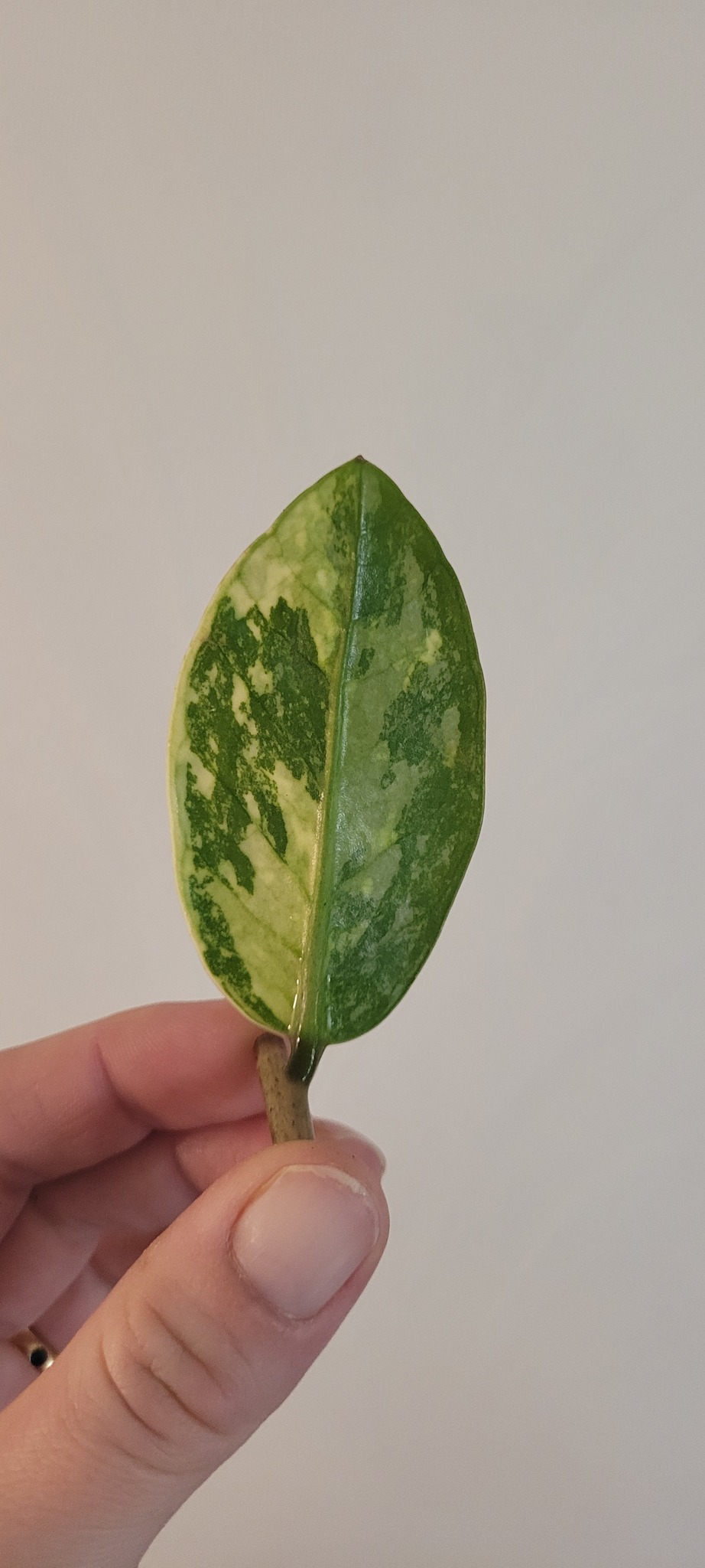 Zamioculcas Zamiifolia variegata