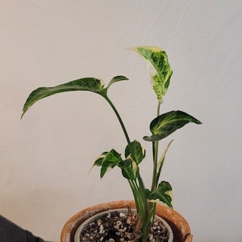 Syngonium Ngern laima variegata