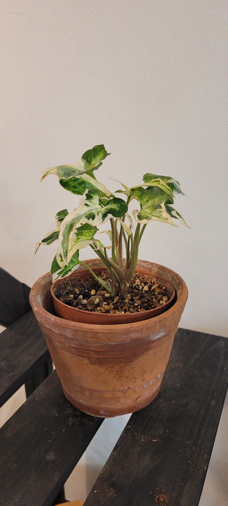 Syngonium Ngern laima variegata