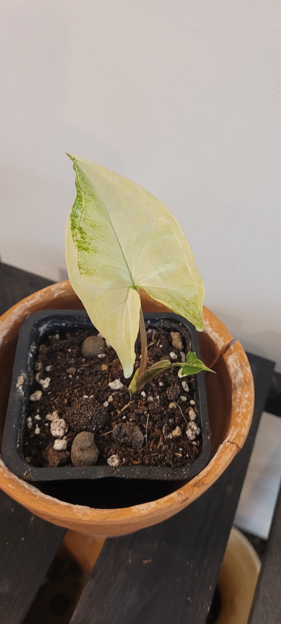 Syngonium Angustatum variegata