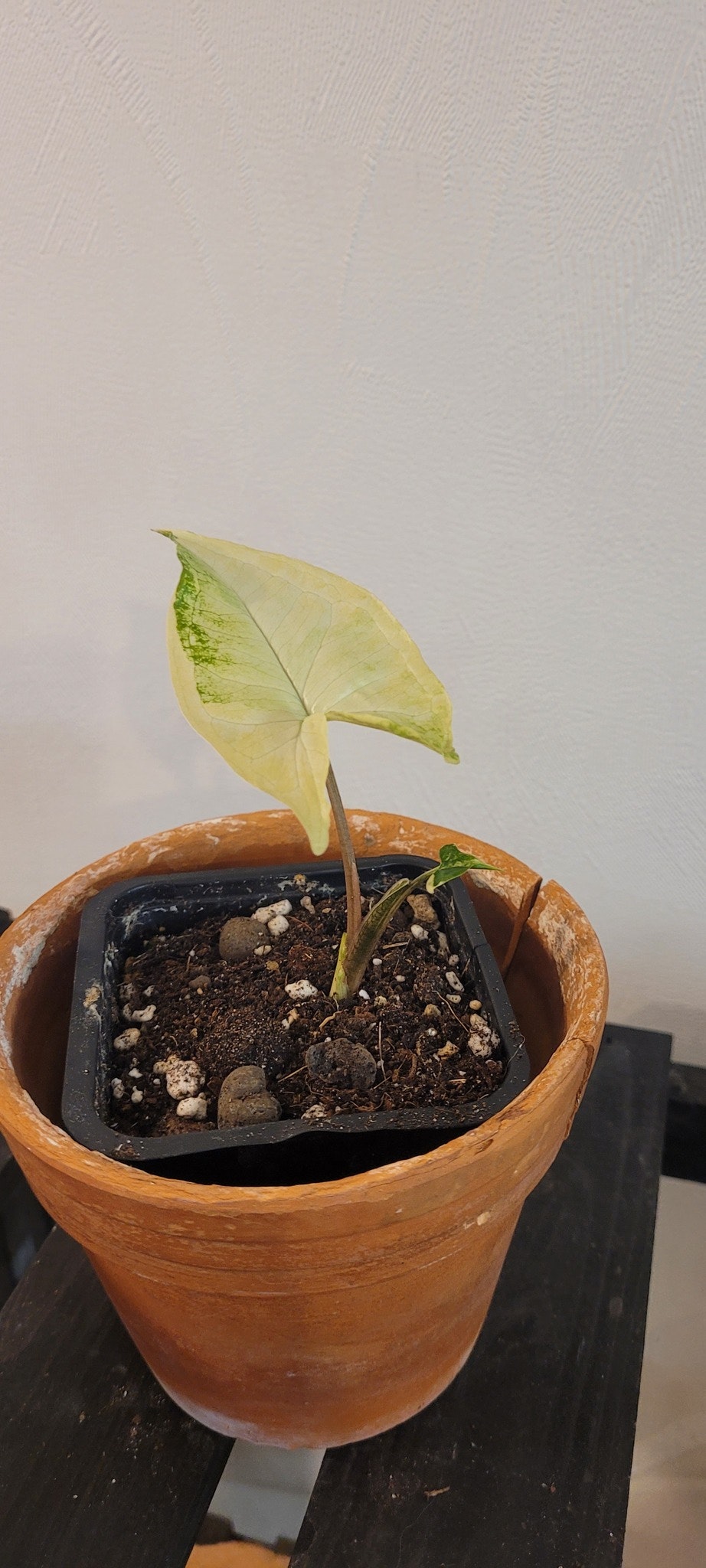 Syngonium Angustatum variegata