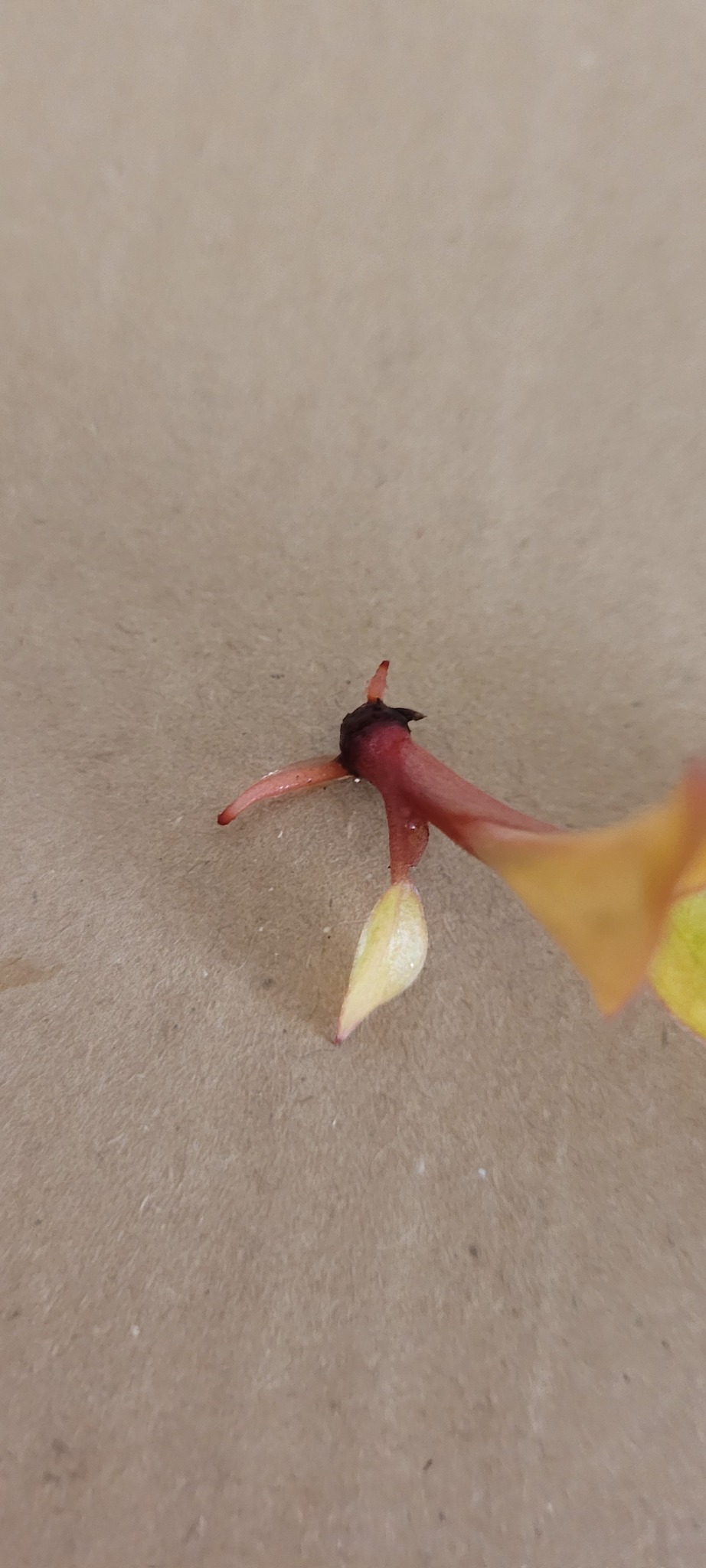 Philodendron Firebird variegata