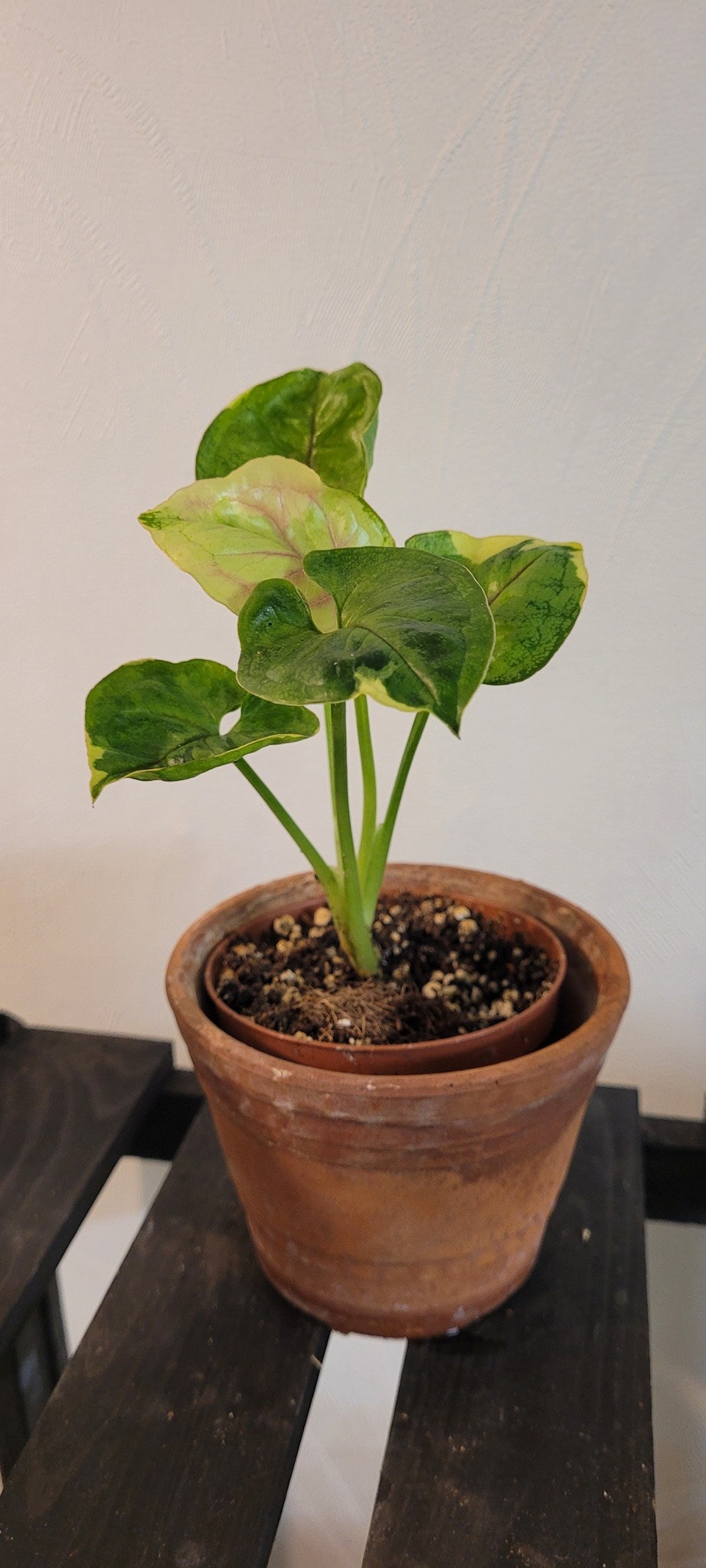 Syngonium Orm Thong variegata