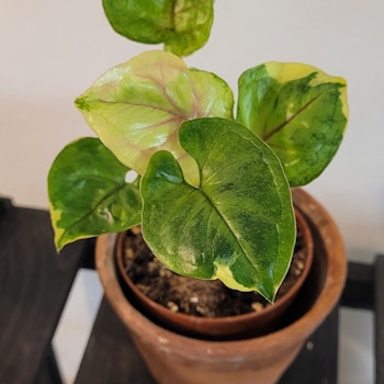 Syngonium Orm Thong variegata