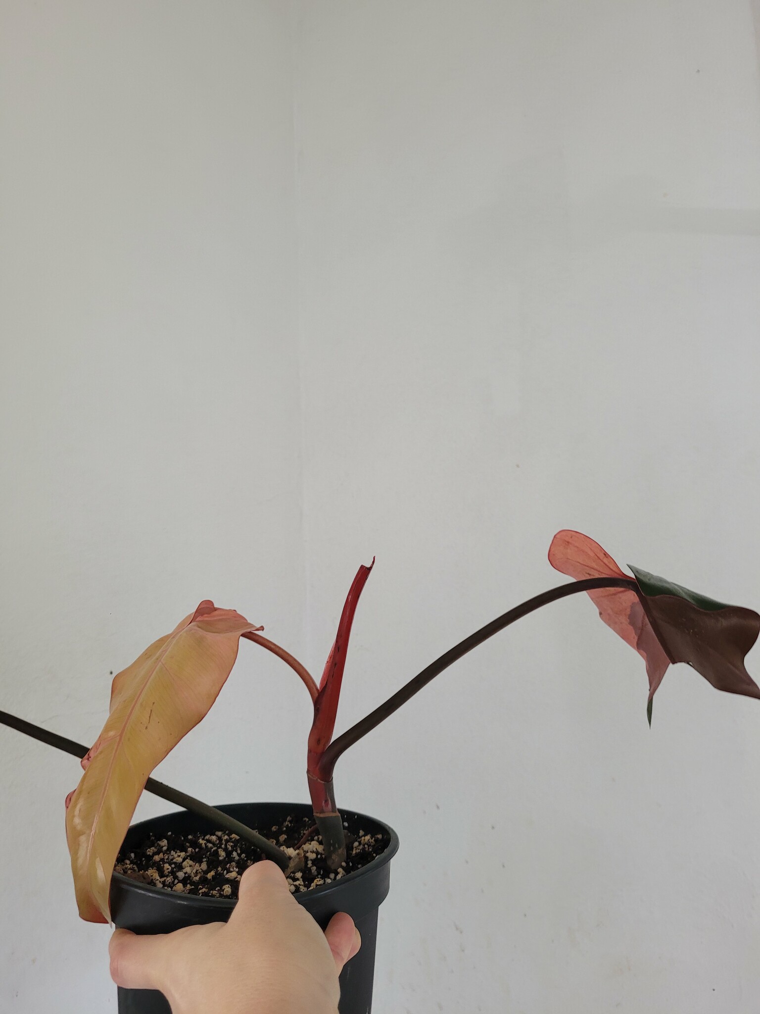 Philodendron Majesty variegata