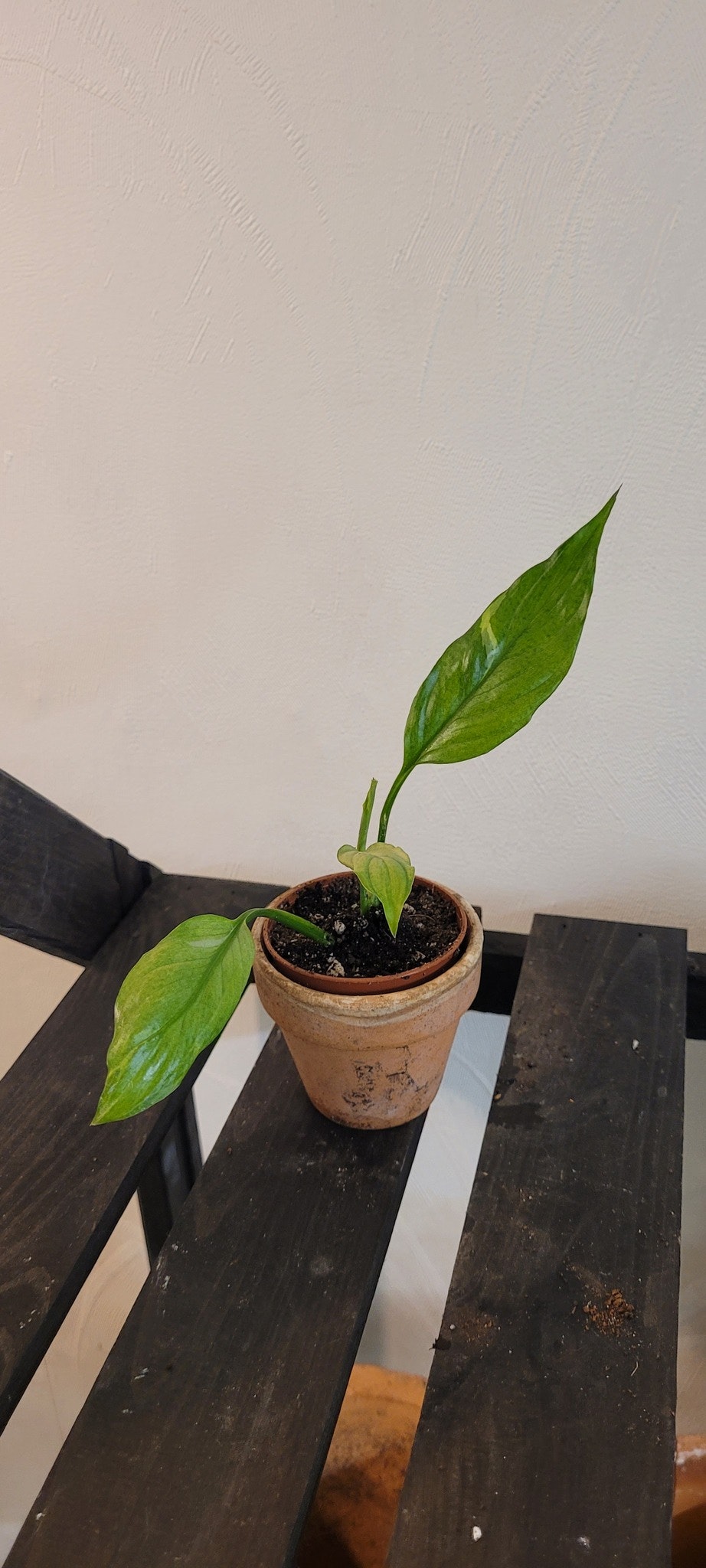 Spathiphyllum platinum