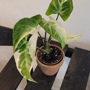 Syngonium Ngern laima variegata