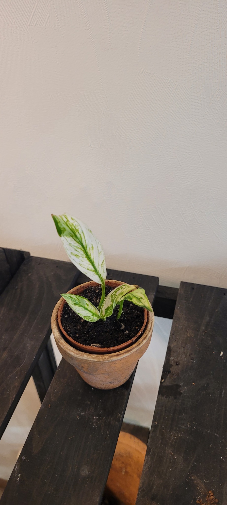 Spathiphyllum wallisii variegata