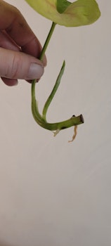 Syngonium Orm thong variegata