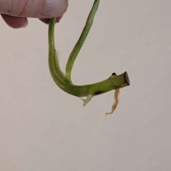 Syngonium Orm thong variegata