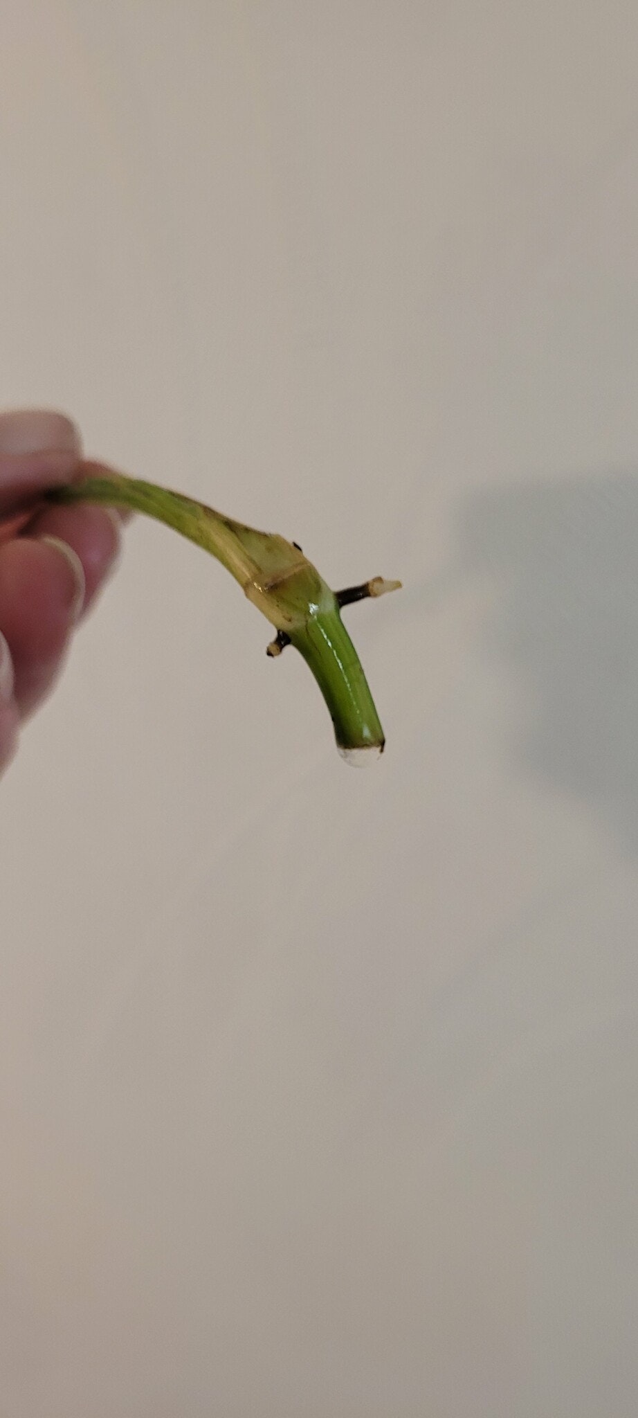 Philodendron Alatisilcatum variegata