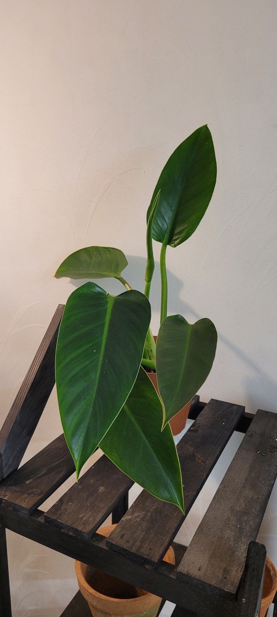 Philodendron green congo