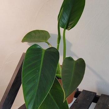 Philodendron green congo