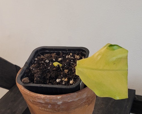 Philodendron golden domesticum variegata