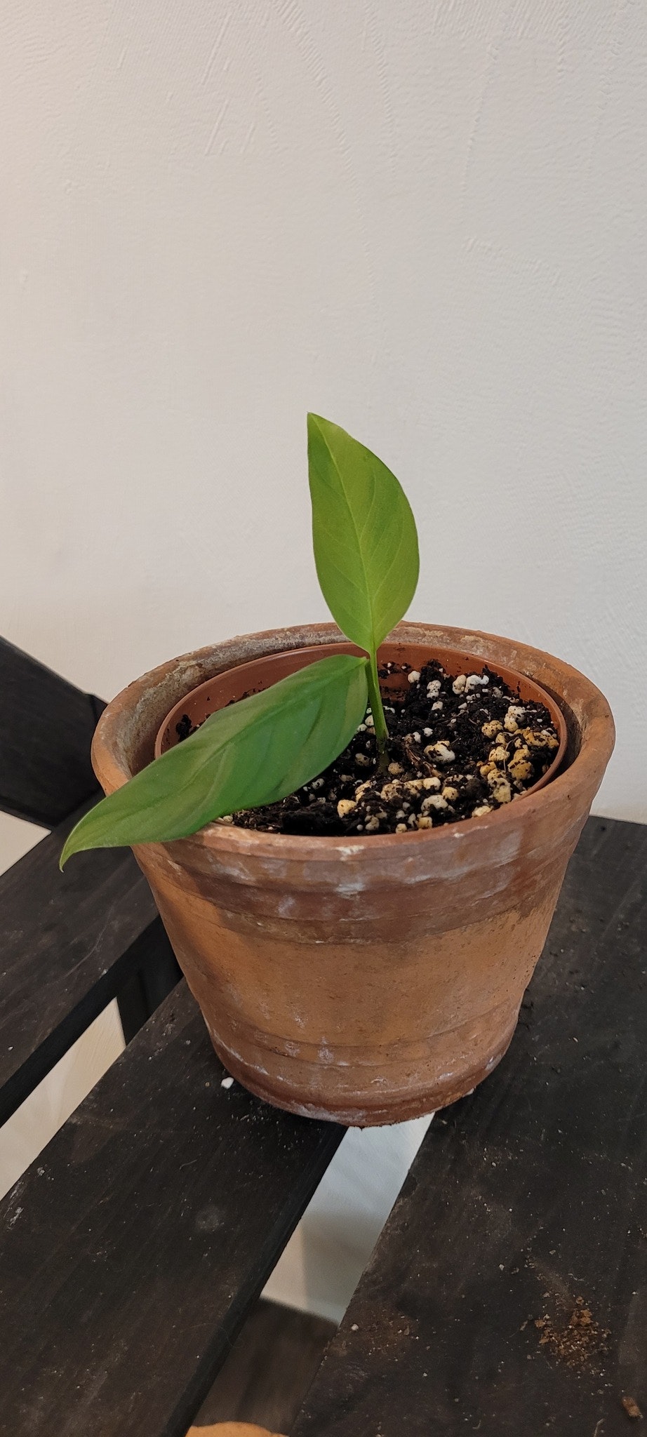 Monstera Xanthospatha