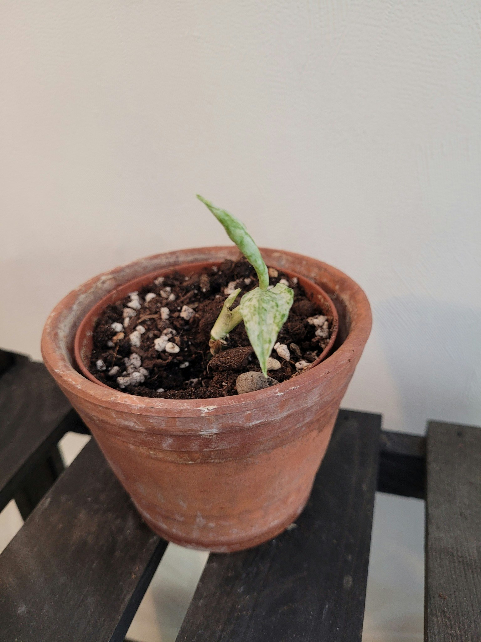 Epipremnum sp merapi variegata