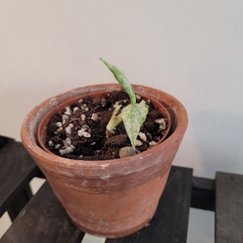 Epipremnum sp merapi variegata