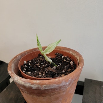 Epipremnum sp merapi variegata