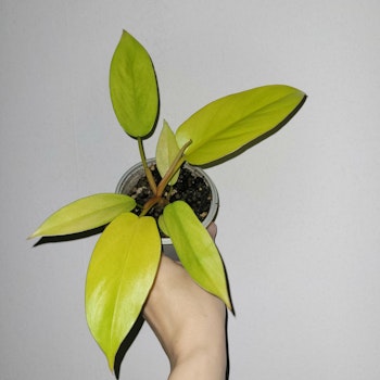Philodendron golden domesticum