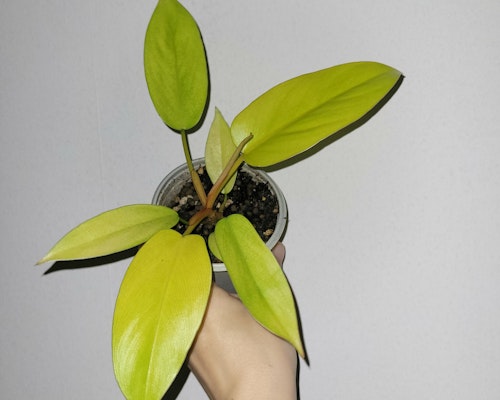 Philodendron golden domesticum