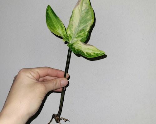 Syngonium angustatum variegata