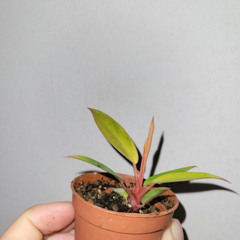 Philodendron firebird variegata
