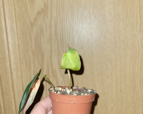 Philodendron micans variegata