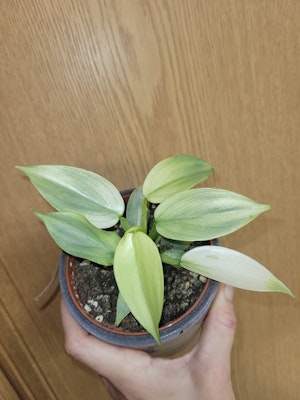 Philodendron Silver sword ghost