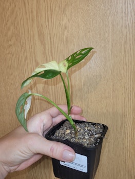 Monstera adansonii variegata