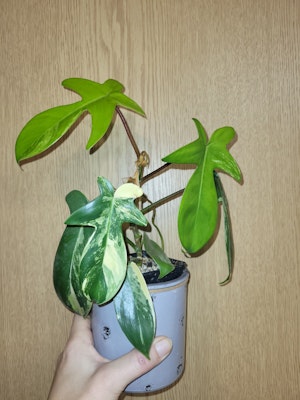 Philodendron Florida beauty