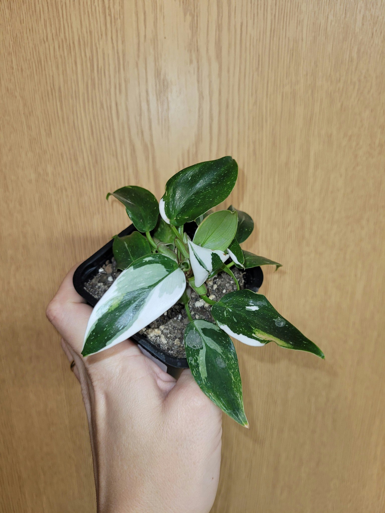 Philodendron white princess